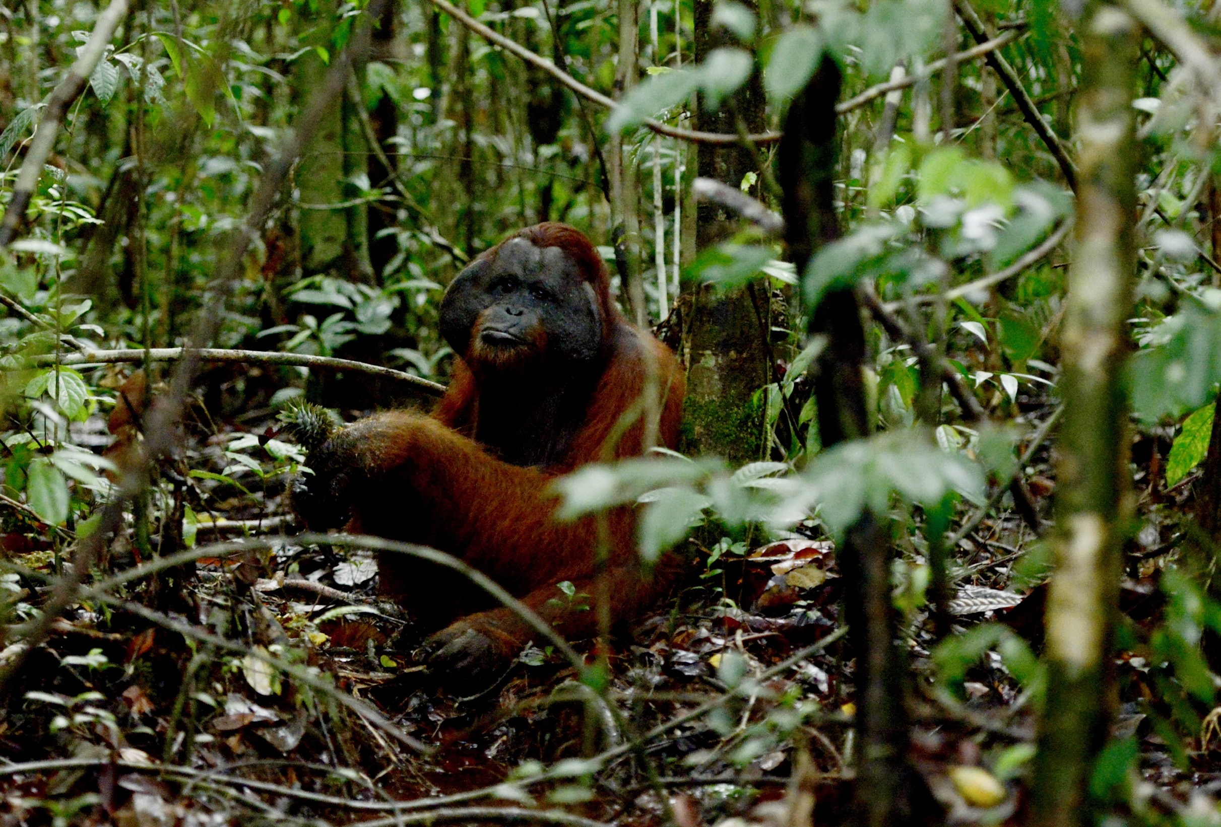 : Penampakan satu individu orang utan keluar dari habitatnya dan mecari makan di perkebunan warga di Kabupaten Kayong Utara, beberapa waktu lalu.