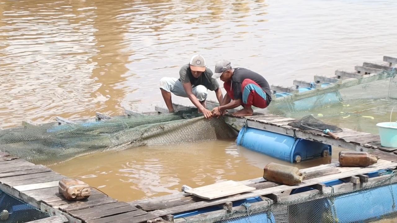 PANEN: Petani Keramba tepian Sungai Kapuas di Desa Kapur di bawah jembatan Kapuas II, tampak memanen hasil budidaya ikan keramba miliknya.