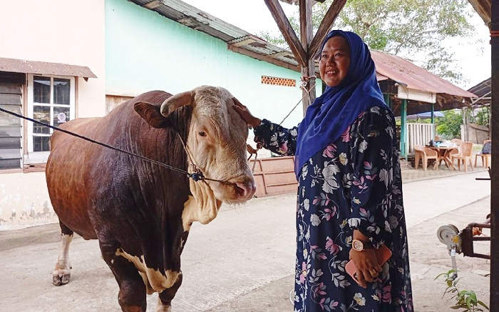 HEWAN KURBAN: Sapi kurban Jokowi bernama Bule yang bobotnya lebih dari satu ton.