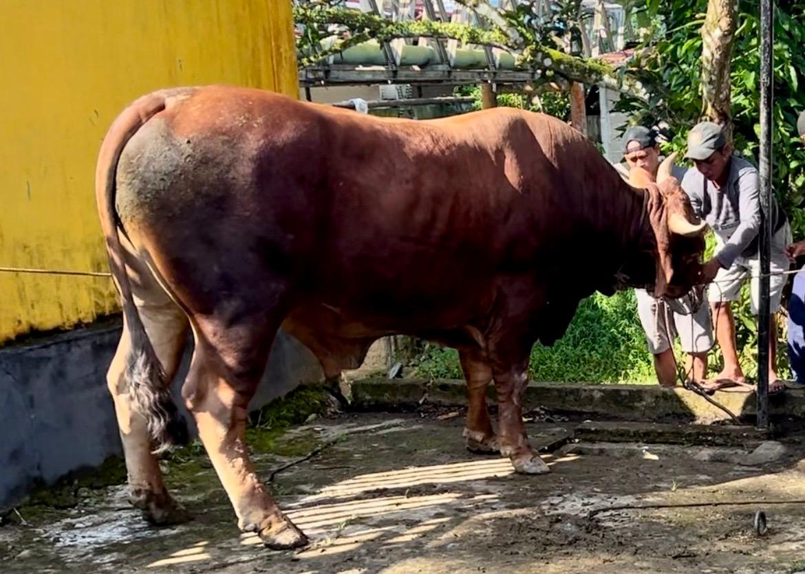 Penampakan sapi kurban bantuan Presiden RI Joko Widodo di Masjid  Raya Syuhada Kabupaten Bengkayang.