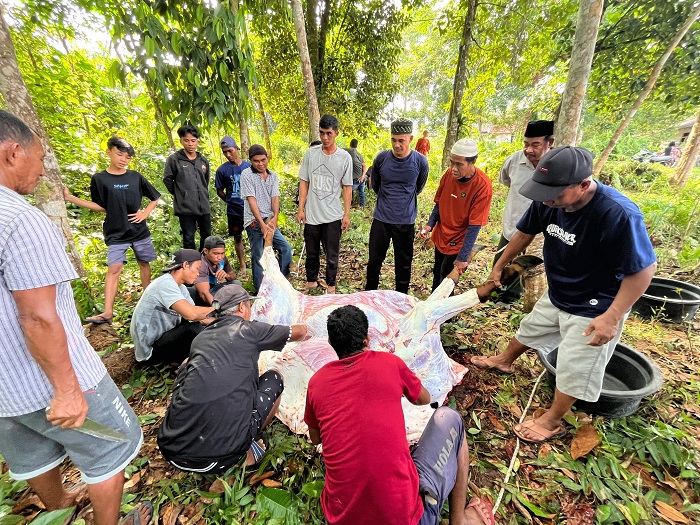 KURBAN: Pemotongan hewan kurban di pengabdian di sekitar Masjid Al-Qodiir, Semelagi Kecil, Singkawang Utara, Kota Singkawang.