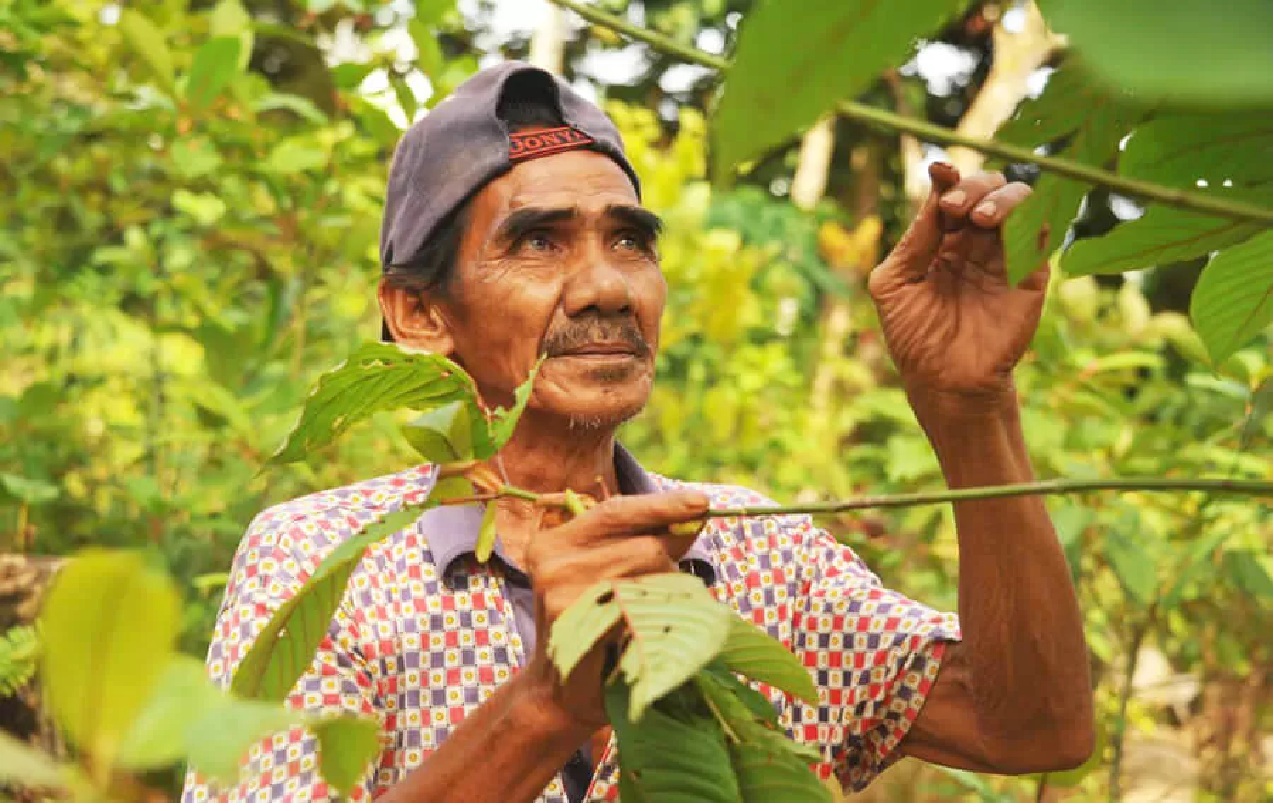 Seorang petani di Kapuas Hulu, Kalimantan Barat membudidayakan kratom sebagai salah satu mata pencaharian.