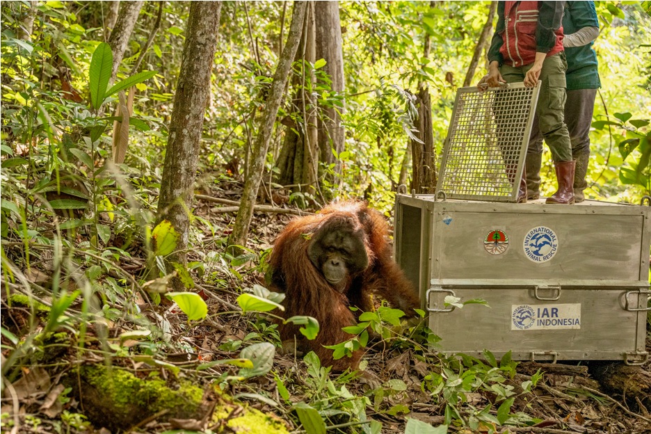 Tim gabungan saat melakukan translokasi satu individu orangutan di Kawasan Taman Nasional Gunung Palung tepatnya di Bukit Daun Sandar, Teluk Melano.