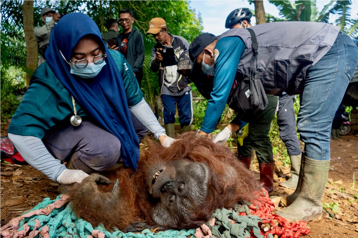 Dokter hewan dari Yayasan Inisiasi Alam Rehabilitasi Indonesia (YIARI) melakukan pemeriksaan medis terhadap satu individu orang utan yang berhasil dievakuasi dari Desa Riam Berasap, Kabupaten KKU.