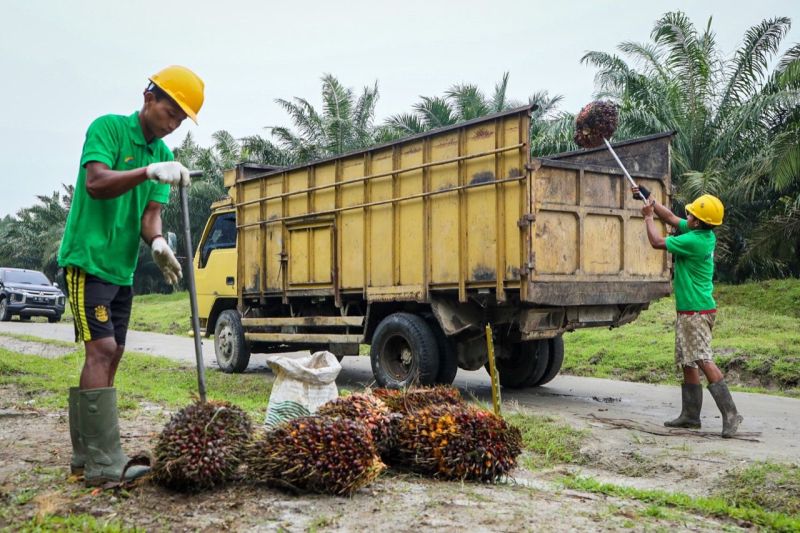 SAWIT: Petani mengangkut tandan buah kelapa sawit di Kabupaten Musi Banyuasin, Sumatra Selatan, Jumat (2/8).