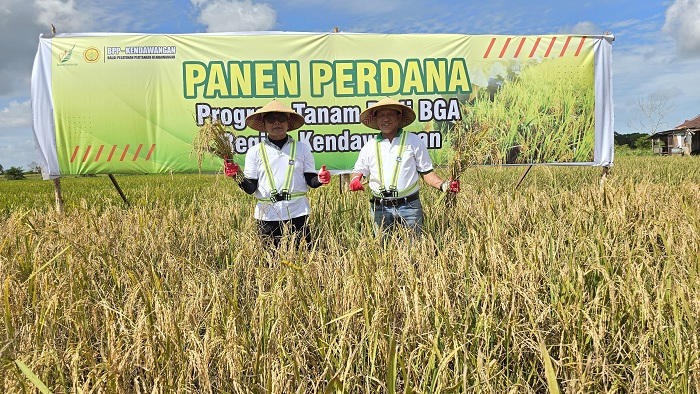 PANEN PERDANA: Direktur Utama PT LSM (BGA Grup), Kamsen Saragih, melakukan panen padi perdana di demplot padi Kendawangan.