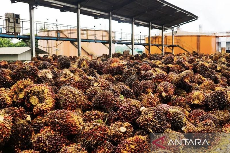 TBS: Ilustrasi-TBS milik petani yang ditampung di kompleks PT Perkebunan Lembah Bhakti, berlokasi di Desa Telaga Bhakti, Kecamatan Singkil Utara, Kabupaten Aceh Singkil, Aceh, Kamis (8/8).