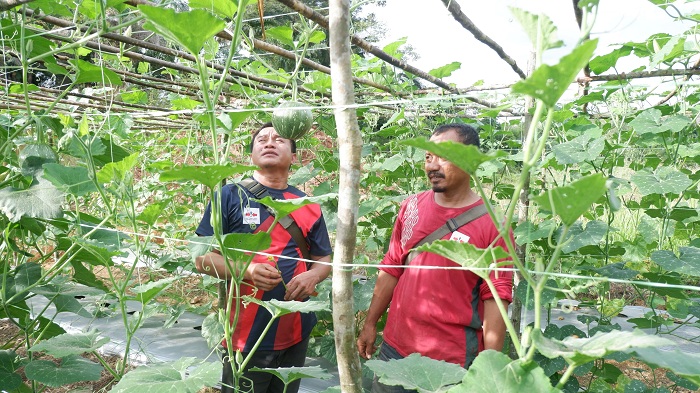 TANAM LABU: Ketua BUMDes Binua Soari Raya Desa Paloan, Suprayitno, saat menunjukkan pertanian labu di Desa Paloan.
