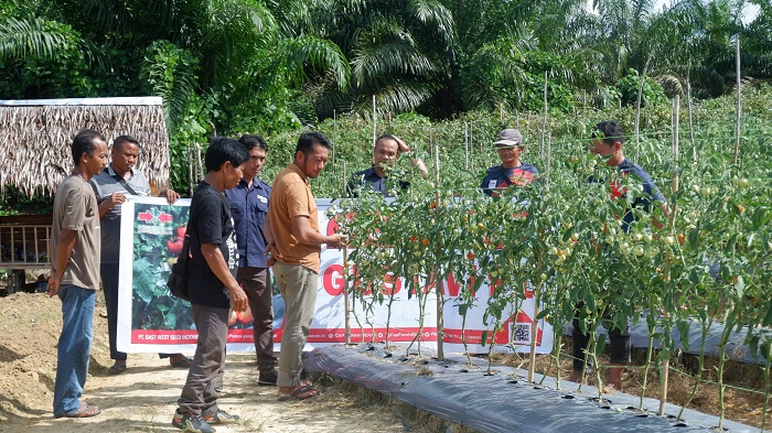 GAGAL PANEN: Iqbal, petani tomat asal Desa Amboyo Inti, Kecamatan Ngabang, saat menunjukkan tanamannya yang terdampak kemarau.