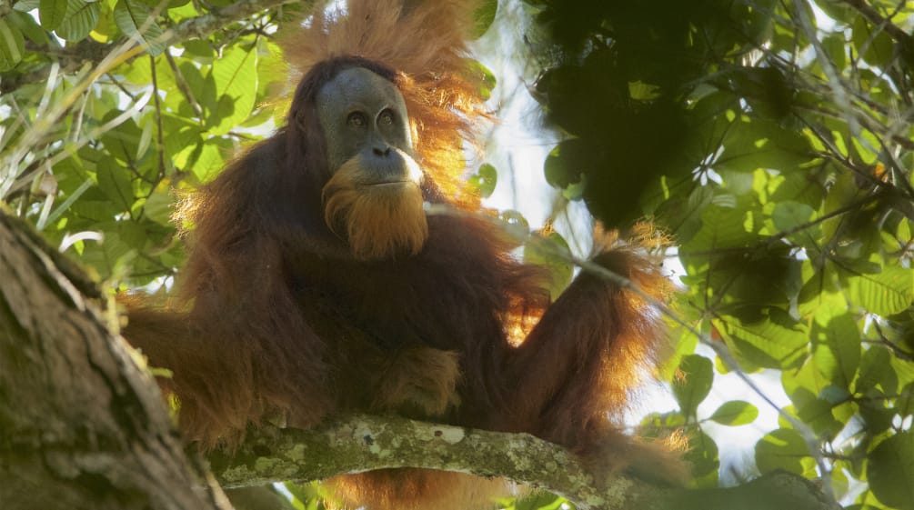 ORANGUTAN TAPANULI: Orangutan Tapanuli yang baru teridentifikasi, sehingga menggenapi jumlah spesies orangutan menjadi tiga, setelah orangutan Kaliman dan Sumatra. HUTANHUJAN.ORG