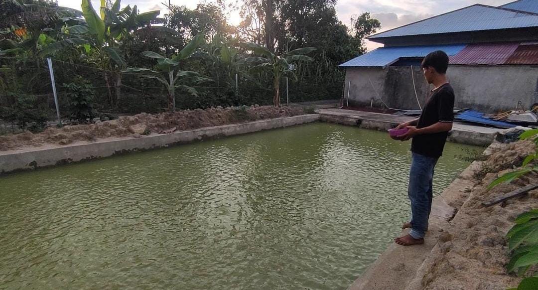 BUDI DAYA IKAN: Salah satu warga penerima bantuan budi daya ikan air tawar di Desa Pangkalan Buton, Kecamatan Sukadana, Kabupaten Kayong Utara sedang menabur pakan di kolam ikan air tawar.