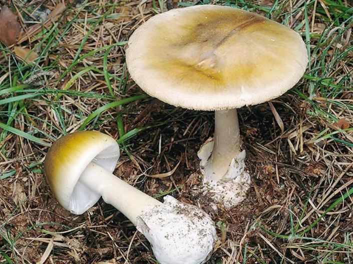 Amanita phalloides. (monaconatureencyclopedia.com)