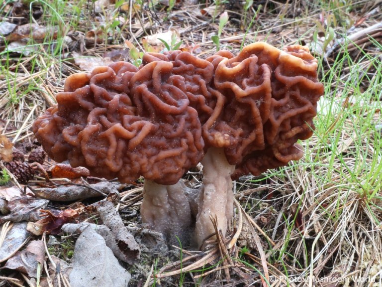 Gyromitra Ssculenta. (mushroom.world)