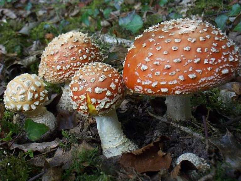 Amanita Muscaria. (first-nature.com)