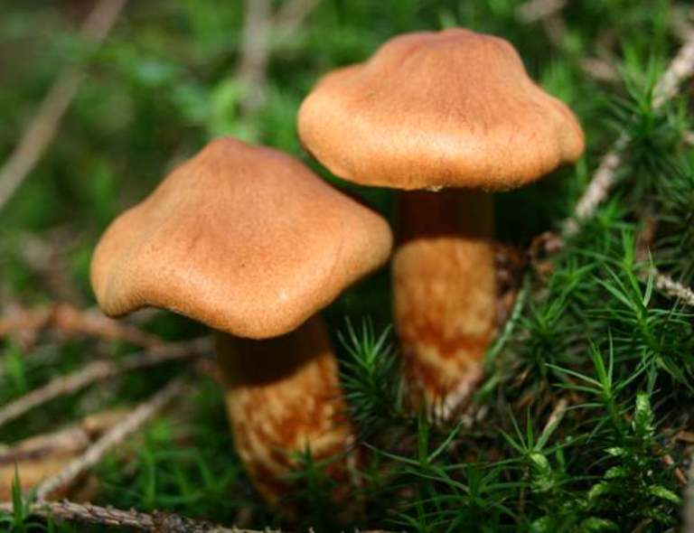 Cortinarius Rubellus. (first-nature.com)