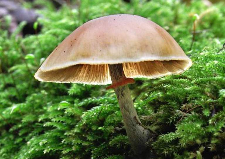 Galerina Marganita. (www.first-nature.com)