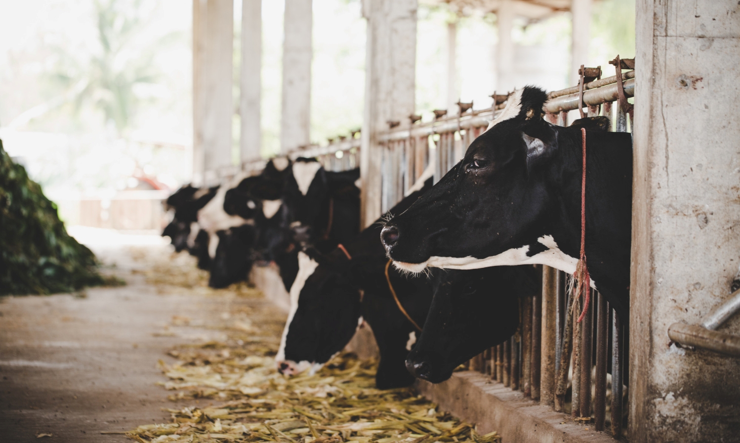 Ilustrasi peternakan. (FREEPIK)