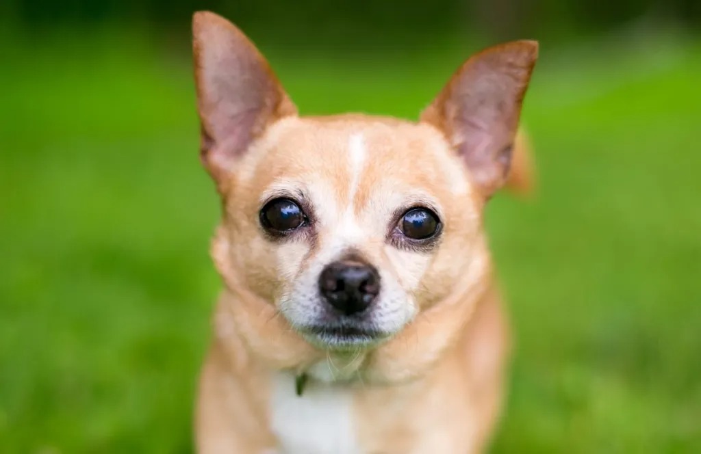 CHIHUAHUA: Anjing Chihuahua menjadi salah satu anjing peliharaan paling favorit buat pecinta anjing. DOGTIME.COM