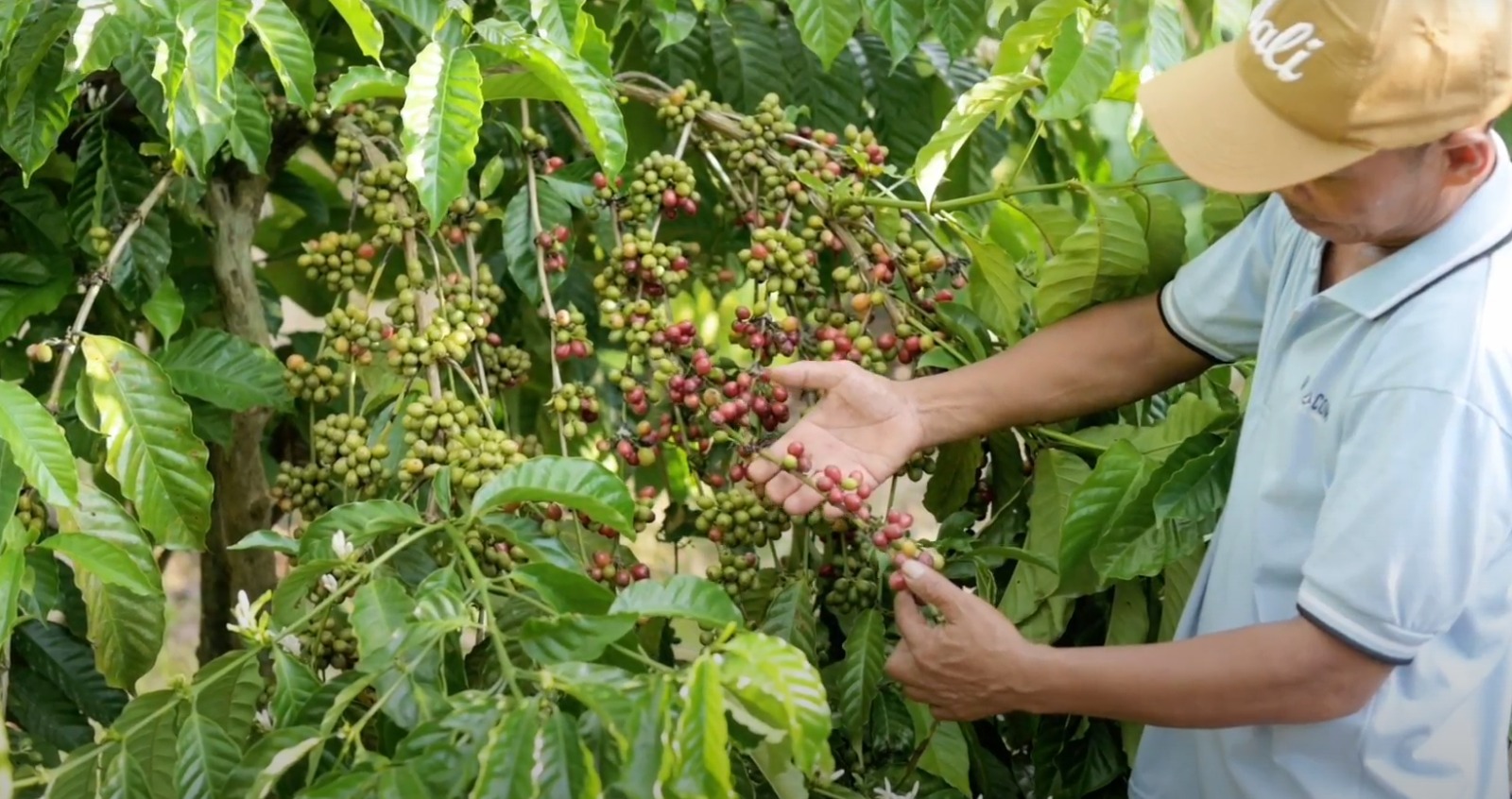 Foto Petani Kopi sedang menunjukan buah kopi liberika yang di Budidayakan di desa Sendoyan Kabupaten Sambas. (13/8).