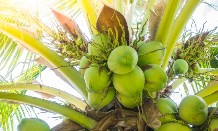 Ilustrasi pohon kelapa. (FREEPIK)