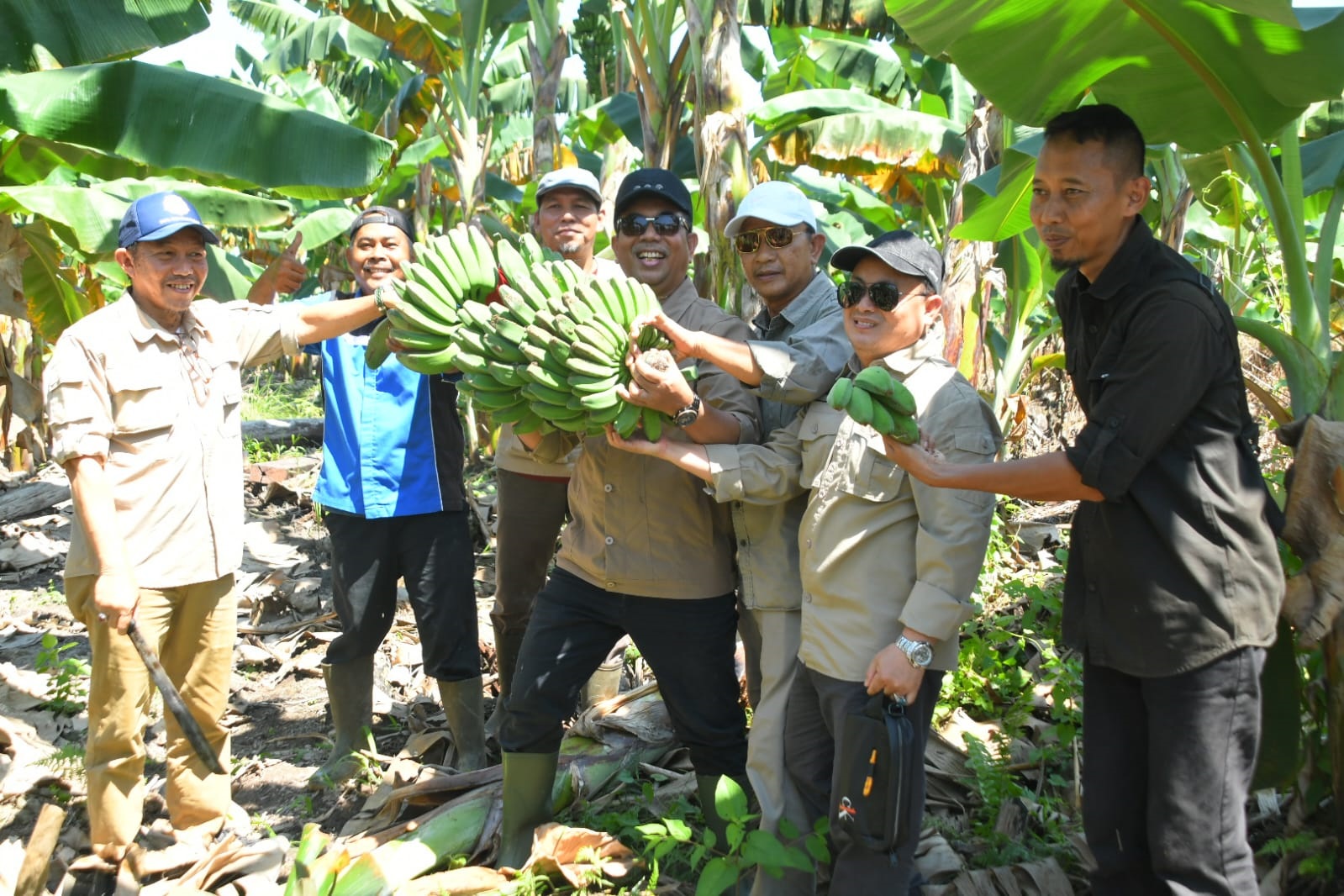 PANEN: Penjabat (Pj) Bupati Kayong Utara, Alfian saat memanen pisang pontia di Desa Riam Berasap Jaya, Kecamatan Sukadana.