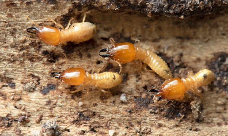 Ilustrasi rayap memakan kayu.(FREEPIK)