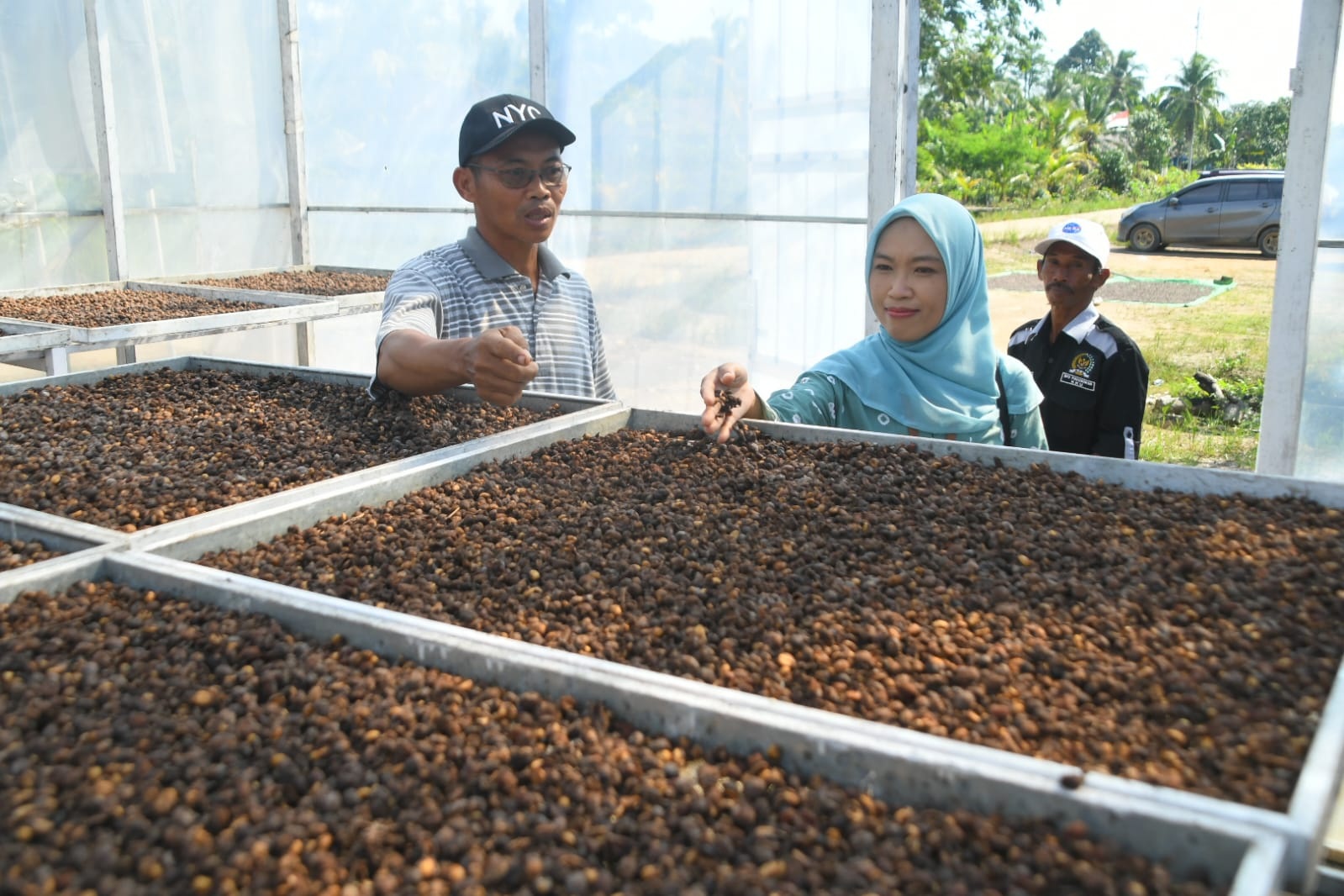 KOPI LIBERIKA: Ketua Tim Penilaian Lomba Desa Tingkat Regional 3 (Kalimantan-Sulawesi) Rahayu saat berada di Desa Podrukun, Kecamatan Seponti, Kabupaten Kayong Utara, mengecek penjemuran kopi liberika