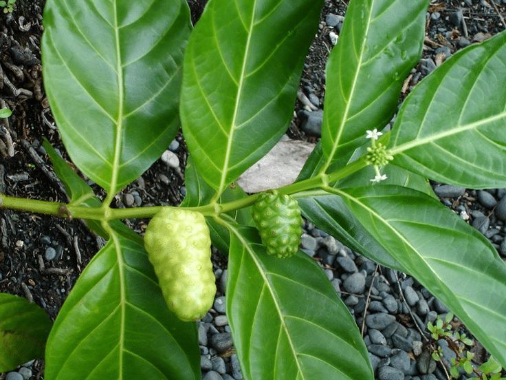 Daun Mengkudu memiliki sederet manfaat.(PINTEREST)