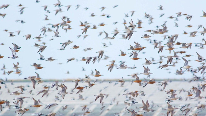 BERTERBANGAN: Kumpulan burung-burung pantai berterbangan hasil jepretan Princeton Univercity demi mencari tahu penurunan jumlah burung pantai yang bermigrasi. PRINCESTON UNIVERSITY