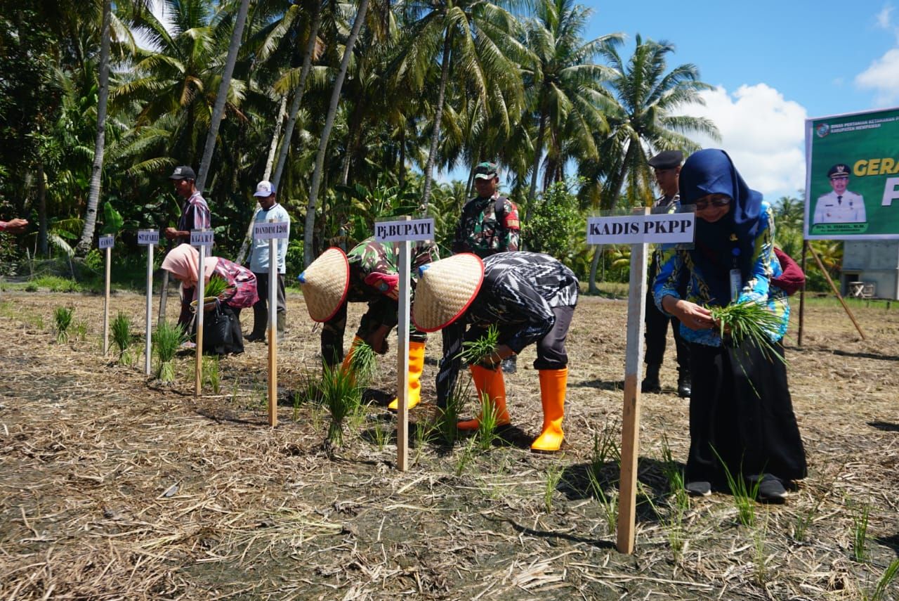 PADI : Pj Bupati Ismail saat melakukan penanaman padi. (ISTIMEWA)