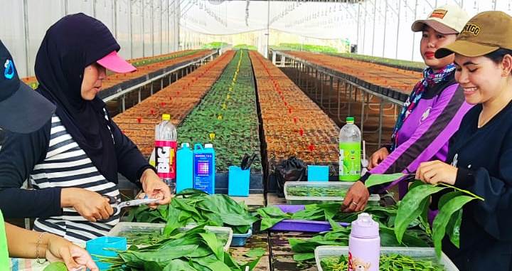 Para pekerja perempuan di PT Mayawana Persada yang berasal dari penduduk sekitar wilayah perusahaan.