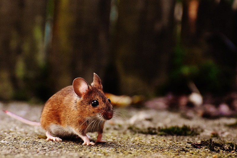 Ilustrasi tikus.