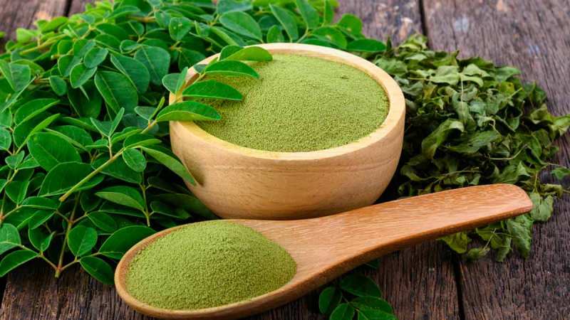 ilustrasi daun kelor. (Only My Health)