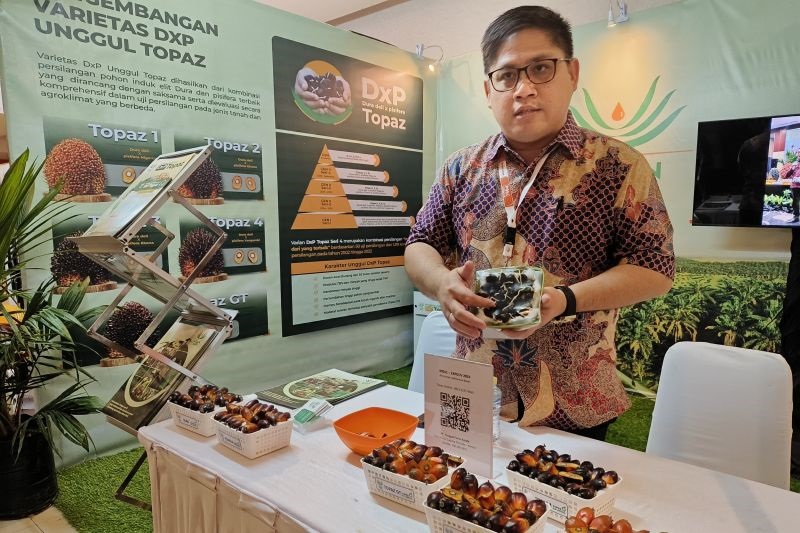 BIBIT UNGGUL: Head of Plant Breeding Asian Agri, Yopy Dedywiryanto melihatkan kecambah bibit unggul Topaz.