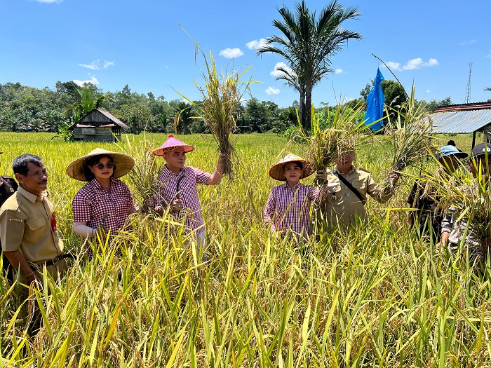 Pasangan calon Bupati dan Wakil Bupati Landak nomor urut 1, Karolin Margret Natasa-Erani saat menghadiri panen raya di Dusun Seginah, Desa Aur Sampuk, Kecamatan Sengah Temila.