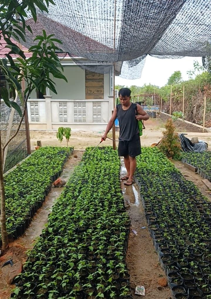 BIBIT CABAI : Ribuan bibit cabai saat dilakukan perawatan sebelum dibagikan kepada masyarakat di Kayong Utara.