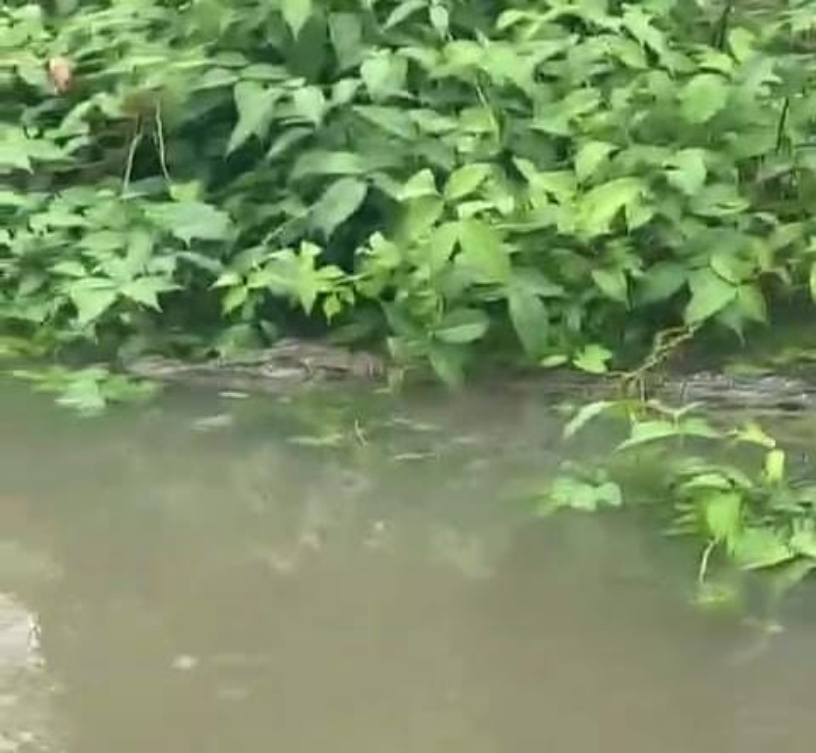 Tangkapan layar video kemunculan buaya di Sukadana, Kayong Utara pada Kamis (26/9).