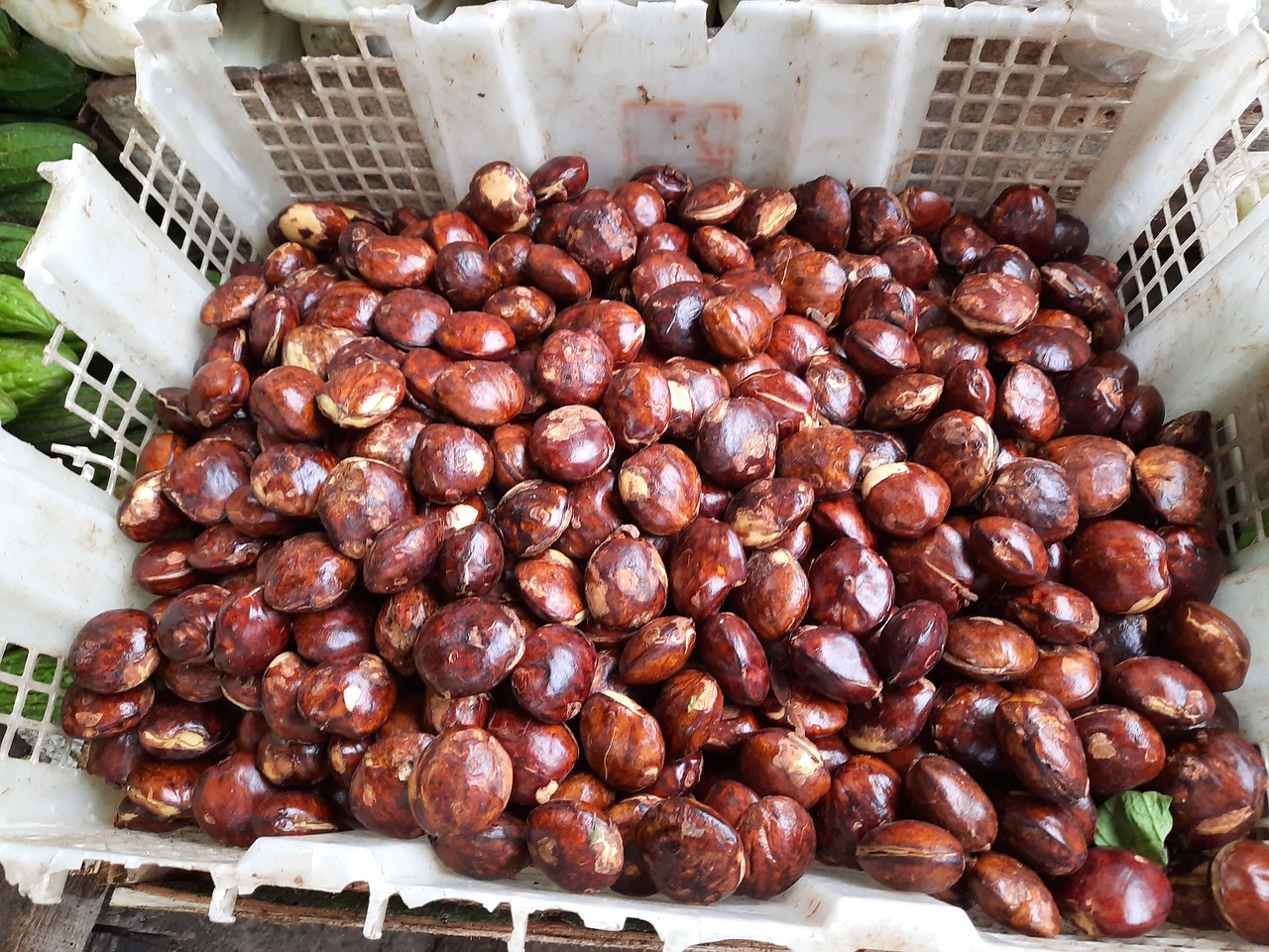 jengkol.