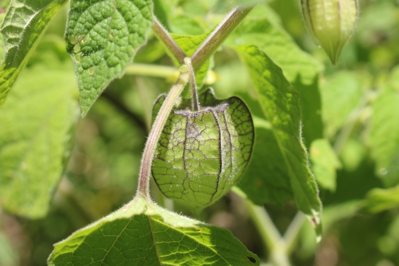 Daun ciplukan atau Physalis Peruviana.