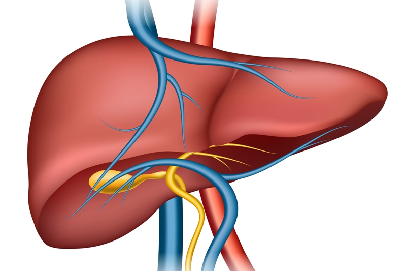 Ilustrasi liver.