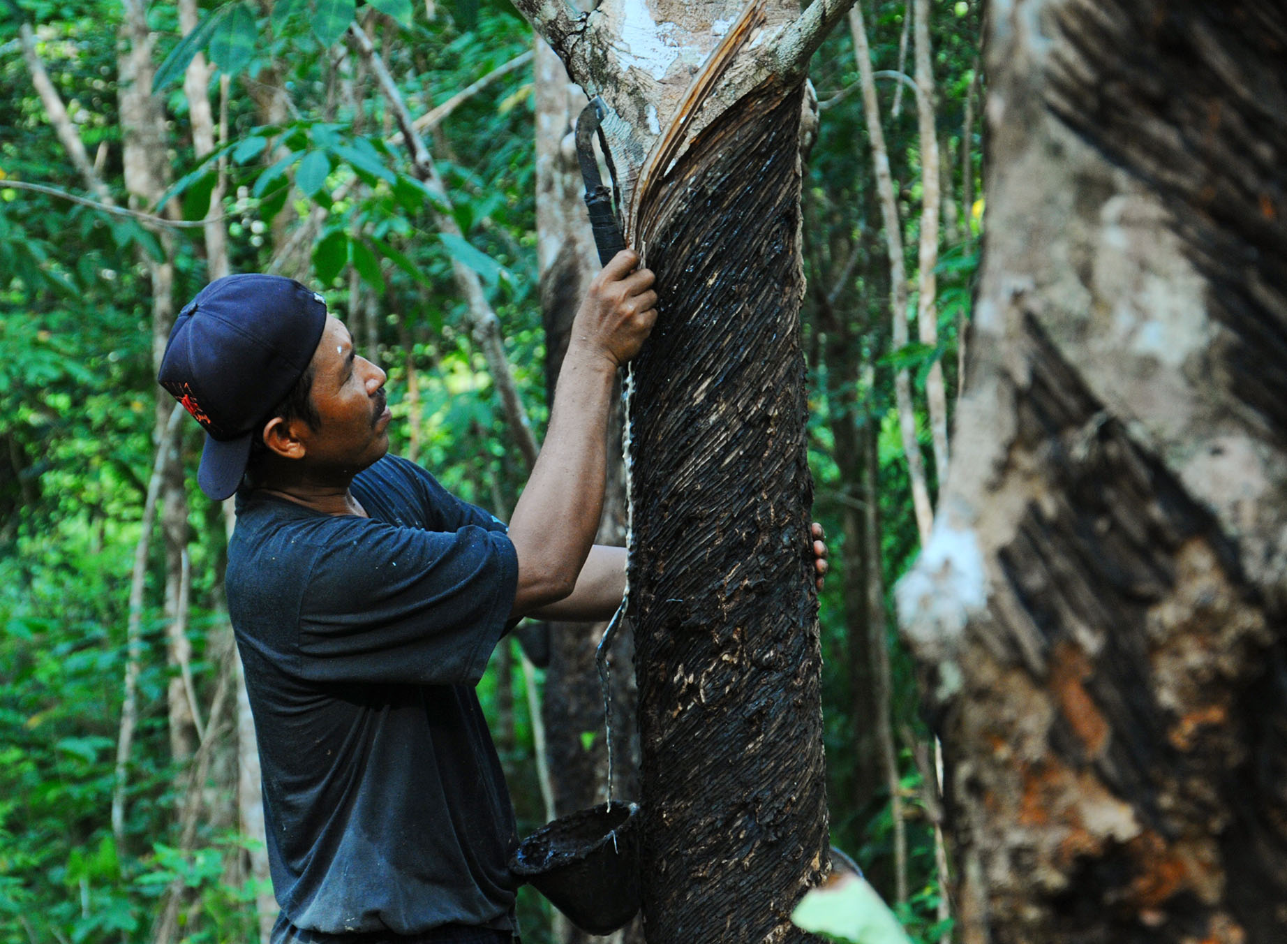 MENYADAP : Potret petani di Kalimantan Barat saat menyadap karet di kebun