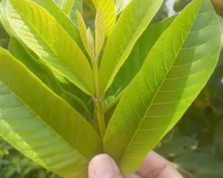 Daun Jambu Biji.