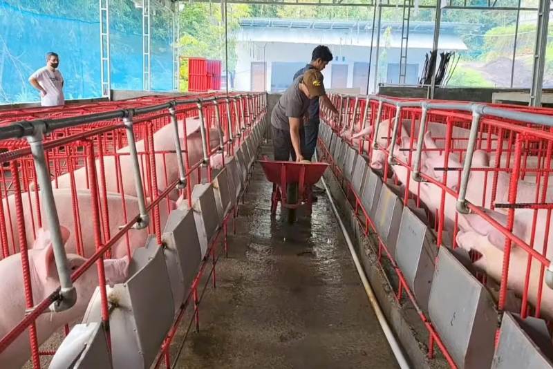 Kandang babi organik Nathalia Farm.