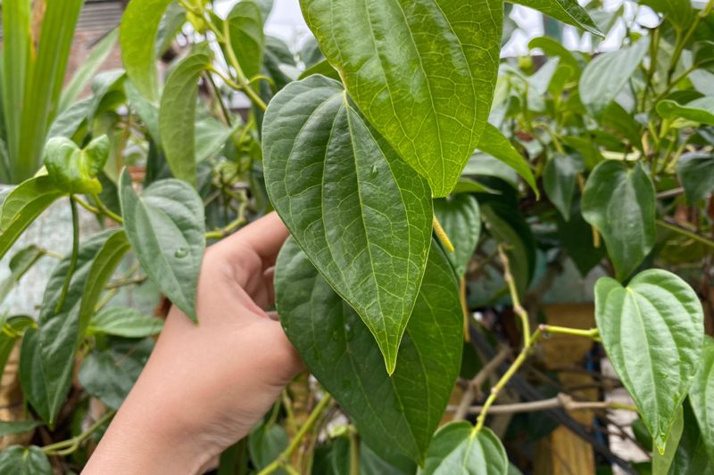 Daun sirih memiliki kandungan antiseptik dan antibakteri sangat bermanfaat dibidang kesehatan.