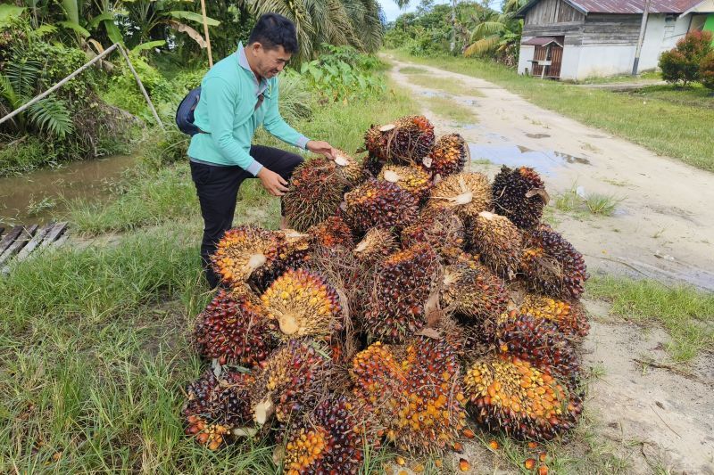 PANEN: Petani sawit di Kalbar menunjukkan TBS sawit.