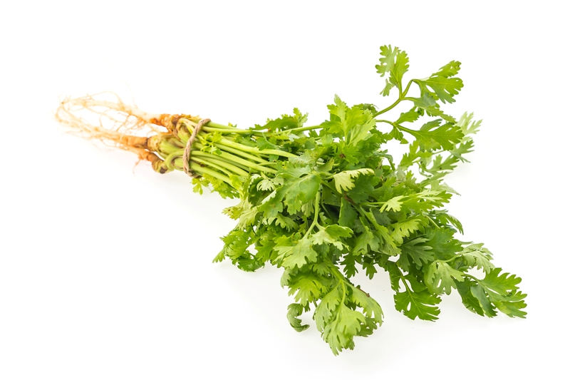 Daun ketumbar.