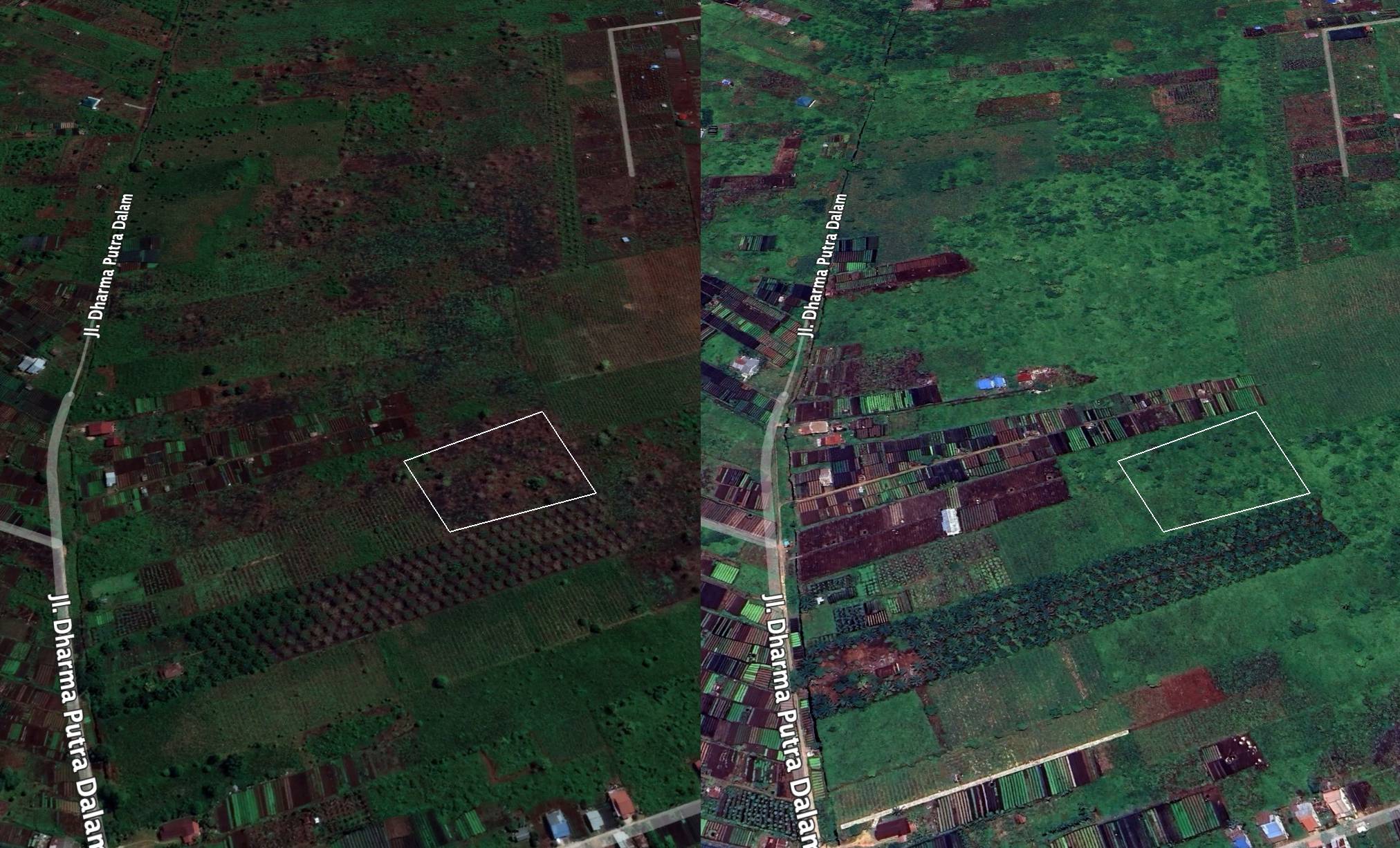 Citra Satelit area hutan yang terbakar pada tahun 2021 (kiri) dan kondisi saat ini (kanan). Terlihat lahan yang telah terbakar kini telah tampak ditumbuhi tanaman.