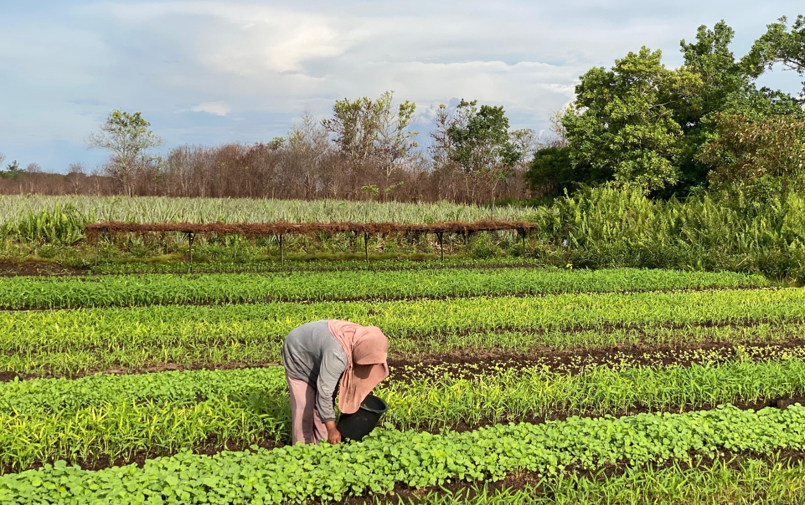 Seorang petani perempuan melakukan perawatan di lahan sayur miliknya. Tepat di belakangnya, ada bekas area terbakar. Kebakaran tersebut terjadi pada awal September 2024.