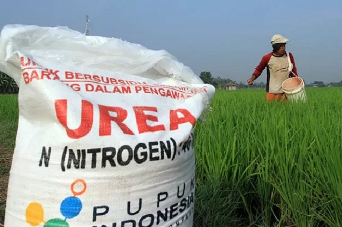 BELUM CUKUP: Ilustrasi pupuk urea. Meskipun ada penambahan kuota pupuk, kemungkinan masih belum mampu untuk memenuhi kebutuhan petani di Kabupaten Sanggau.