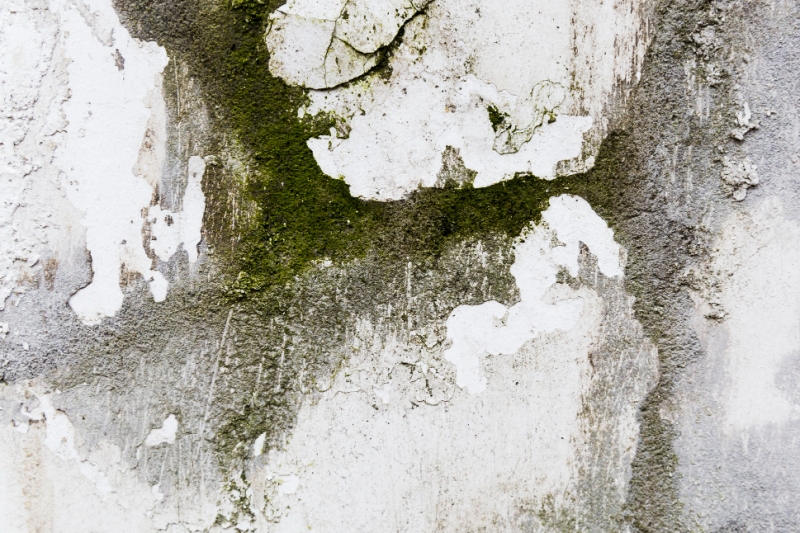 Ilustrasi dinding rumah berjamur.